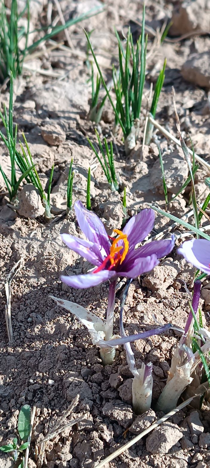  طلای سرخ